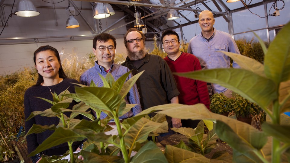UNL researchers have identified a target of disease-causing plant pathogens. From left, Panya Kim, Ming Guo, Christian Elowsky, Guangdong Li and Jim Alfano. 