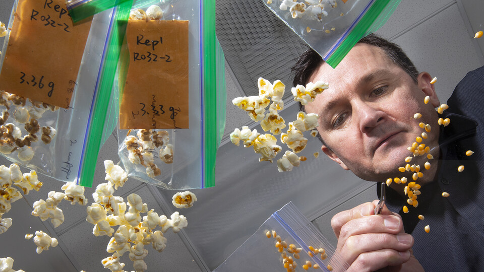 Nebraska's David Holding sorts popcorn kernels on a light table in his Beadle Center lab.