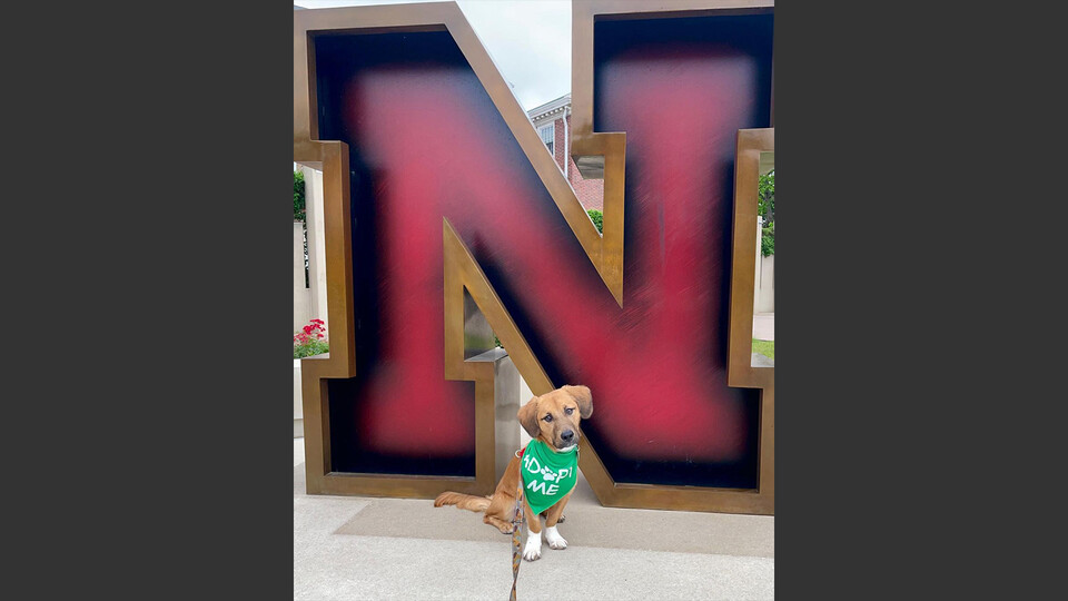 Dog in front of Nebraska N