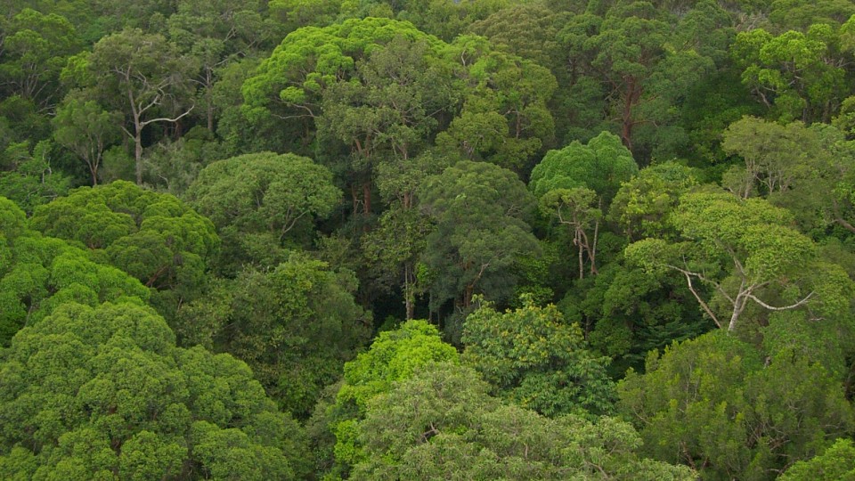 A Bornean rain forest with massive trees. A study coauthored by UNL's Sabrina Russo reports that trees never stop growing and that the growth rate accelerates as trees age.
