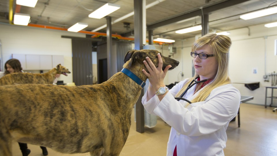 Students McKenzie Steger (right) and Jackie Swanger examine greyhounds in April 2013. Veterinary students will be on hand during Sunday with a Scientist Nov. 15 at Morrill Hall. (Craig Chandler/University Communications) 