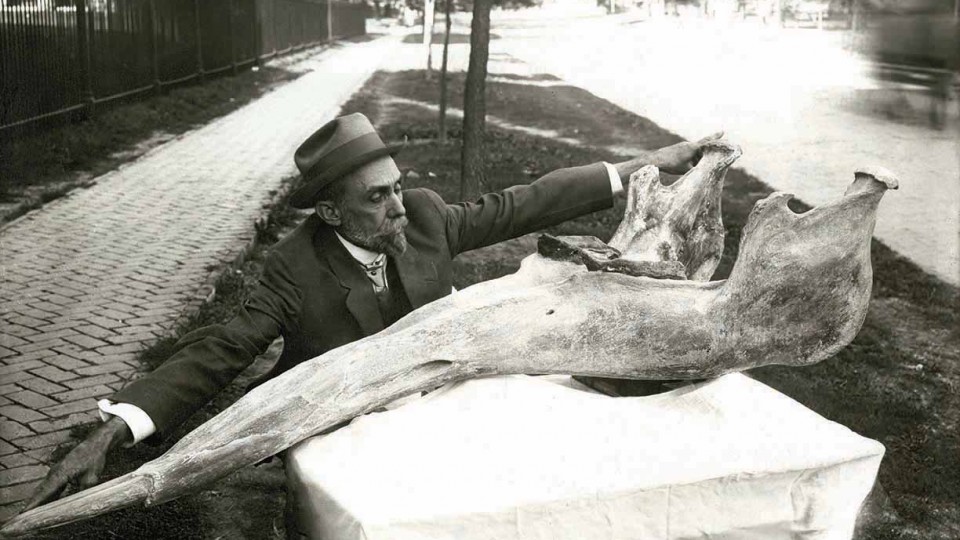 University of Nebraska paleontologist E.H. Barbour informally measures a gomphothere specimen. This photo will be part of the exhibition "Lost World of E.H. Barbour: Renaissance Man on the Plains," opening June 3 in Love Library South.