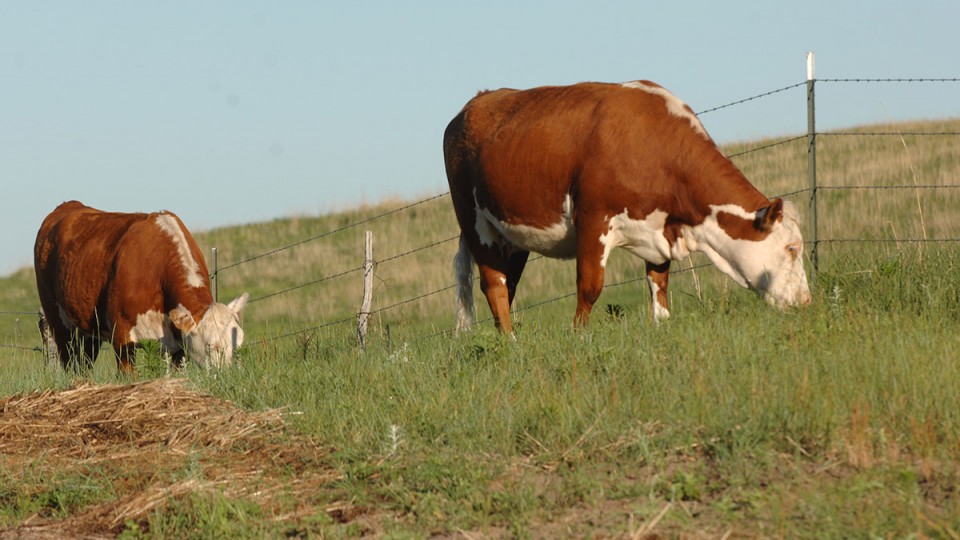 Cattle producers are urged to take precautions to minimize the heat stress placed on cattle.
