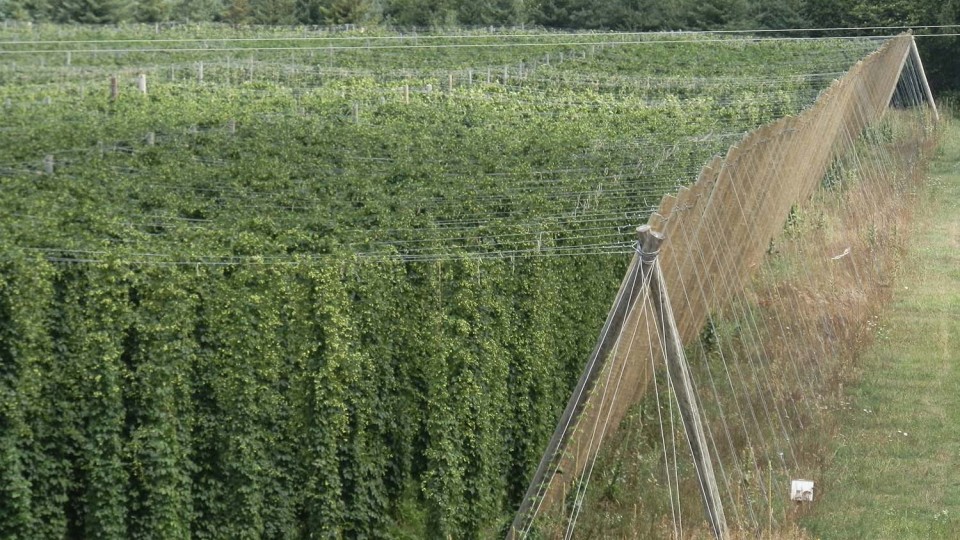 A free seminar on hops production will take place from 4 to 6 p.m. June 30 in 150 Keim Hall on UNL's East Campus.