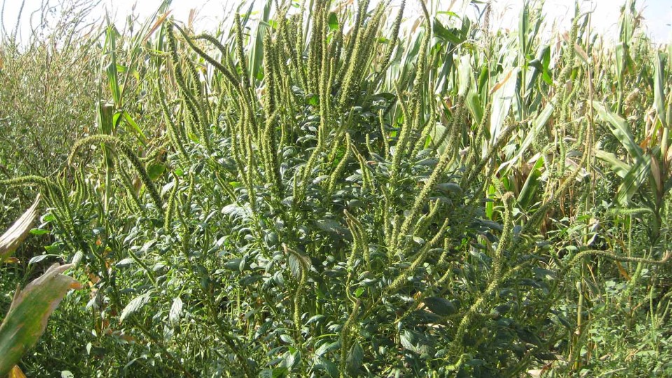 The field day July 12 near Shickley will focus on management of herbicide-resistant Palmer amaranth.