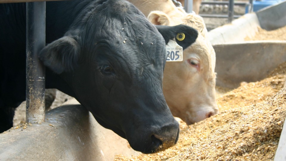 Nebraska beef cattle producers are encouraged to begin preparing for the Jan. 1, 2017, implementation of the Veterinary Feed Directive regulations.