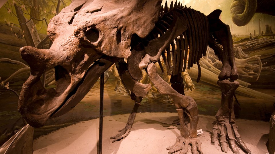 A chasmosaurus is on display at Morrill Hall. Visitors will be able to learn about paleontology at a National Fossil Day celebration Oct. 6 at the museum.