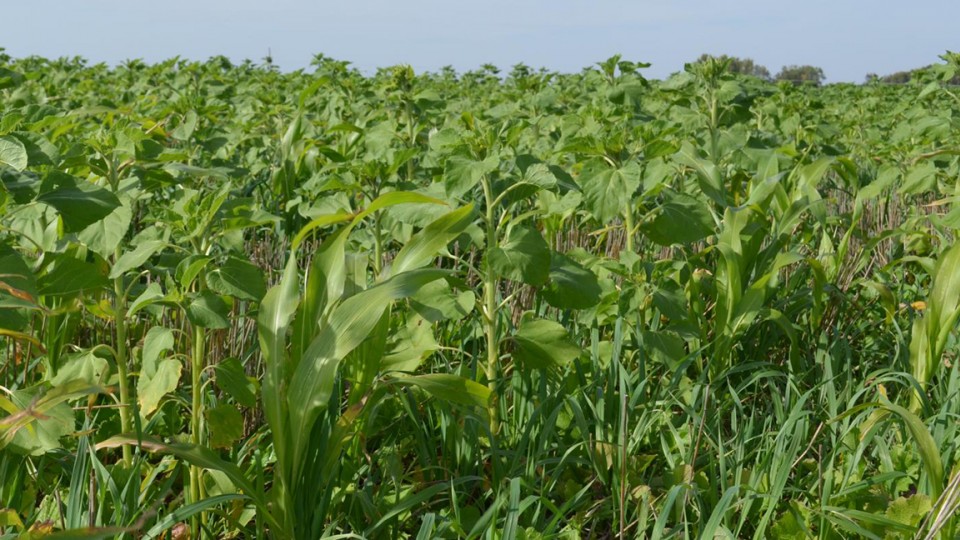The Nebraska Cover Crop Conference on Feb. 14 will feature presentations by growers and agribusiness representatives with extensive experience in cover crops.