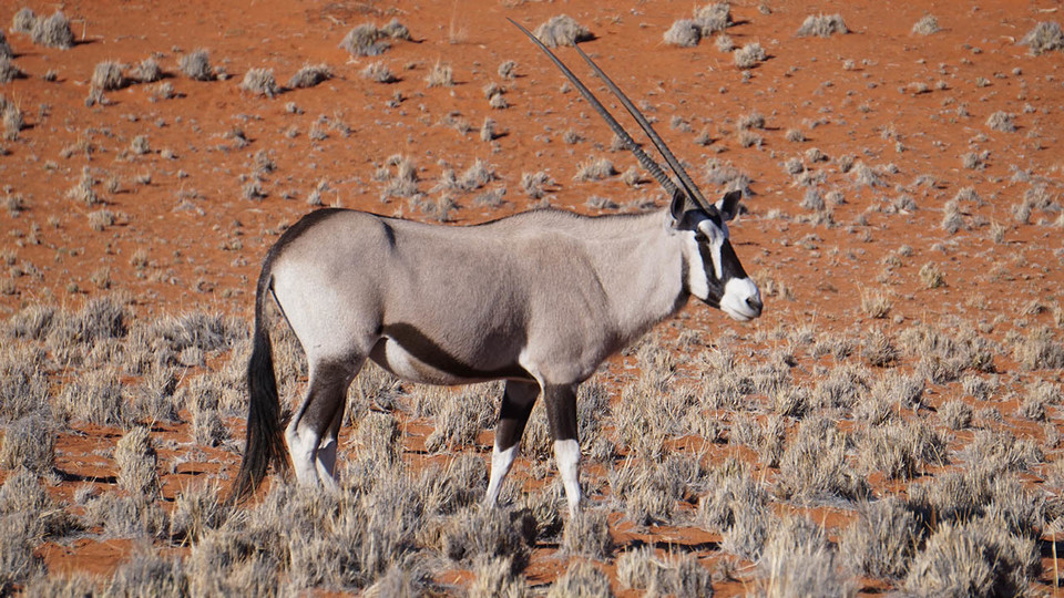 An oryx roams on the Namibrand Nature Reserve in Namibia, in the southern part of Africa.
