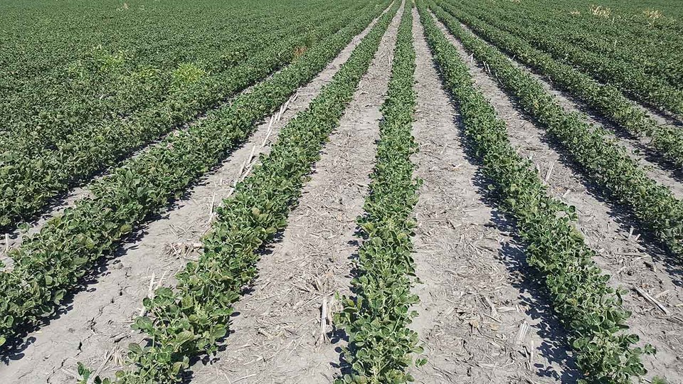 Dicamba injury symptoms can be seen in a Roundup Ready soybean field near Geneva.