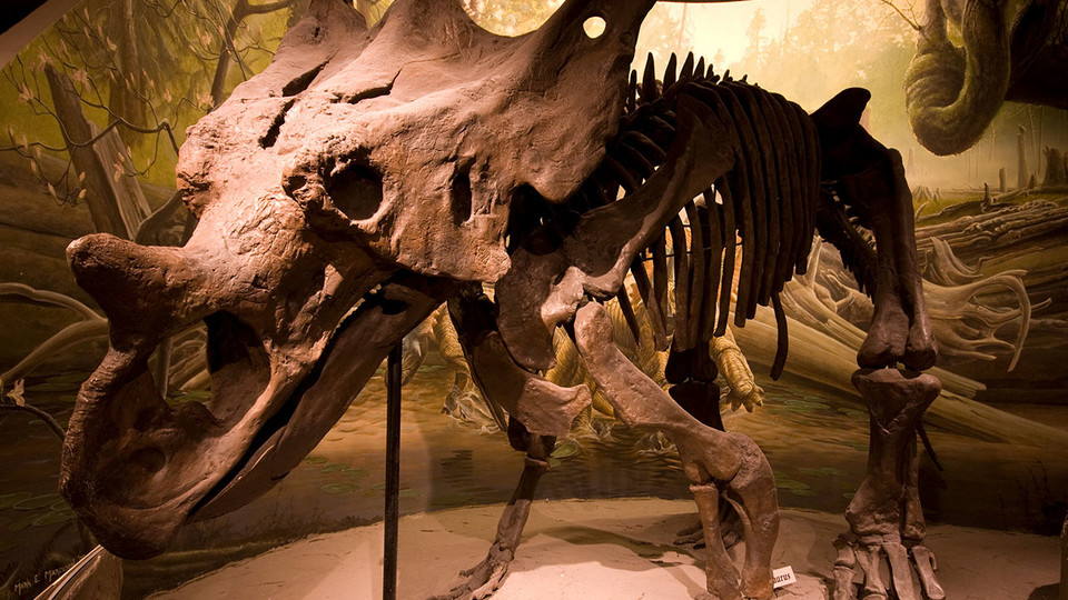 A chasmosaurus fossil on display at Morrill Hall. Visitors will learn more about paleontology at the National Fossil Day celebration Oct. 5.