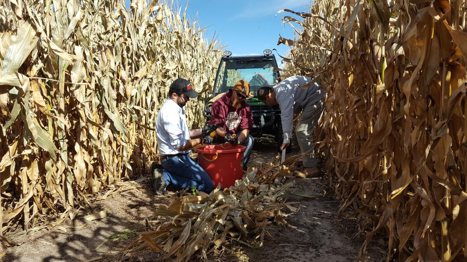 (From left) Rodrigo Werle, assistant professor of agronomy and horticulture; Jacob Nickel, irrigation research technician; and Himmy Lo, research assistant in biological systems engineering, perform stalk nitrate sampling on a plot at the West Central Research and Extension Center in North Platte.