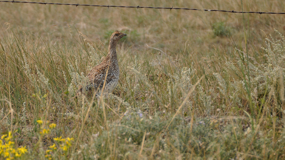 Climate change is expected to reduce the nesting space of the sharp-tailed grouse, according to a recent study by researchers at Nebraska.