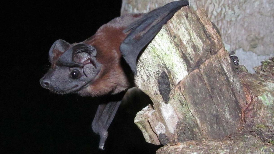 The Freeman's dog-faced bat (Cynomops freeman) was found in Soberania National Park, near the Panama Canal.