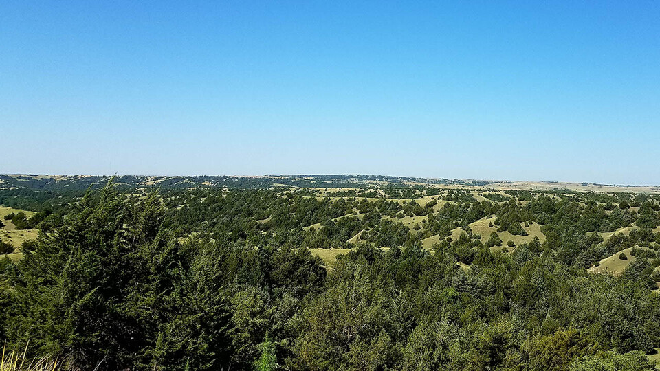 Aerial photo of redcedar trees on prairie