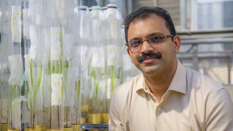 Joe Louis, Harold and Esther Edgerton assistant professor of entomology at the University of Nebraska–Lincoln, has earned a five-year, $1.5 million Faculty Early Career Development Program award from the National Science Foundation to continue his research into helping sorghum naturally resist sugarcane aphids.