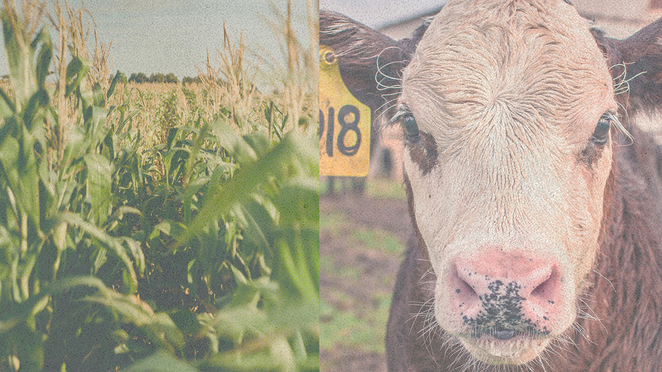 The 2020 Nebraska crop budgets and new representative cow-calf budgets are now available to provide producers with cost-of-production estimates.