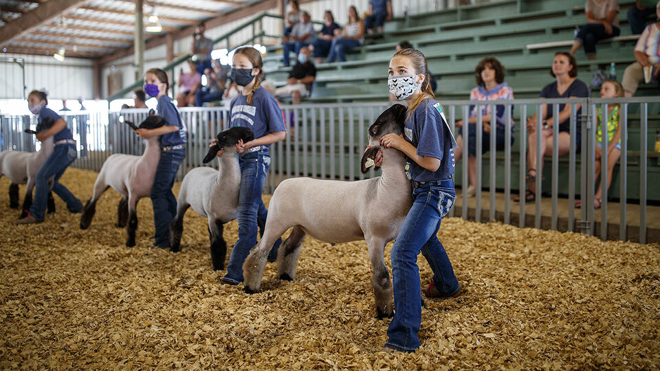 Alyvea Groteluschen of Columbus eyes the judge during the junior showmanship sheep competition July 10 at the Platte County Fair in Columbus. For livestock shows, fair officials adopted a show-and-go format, in which youth checked their animals in, showed them and took them back home all in the same day. Participants were required to wear a mask in the show ring.