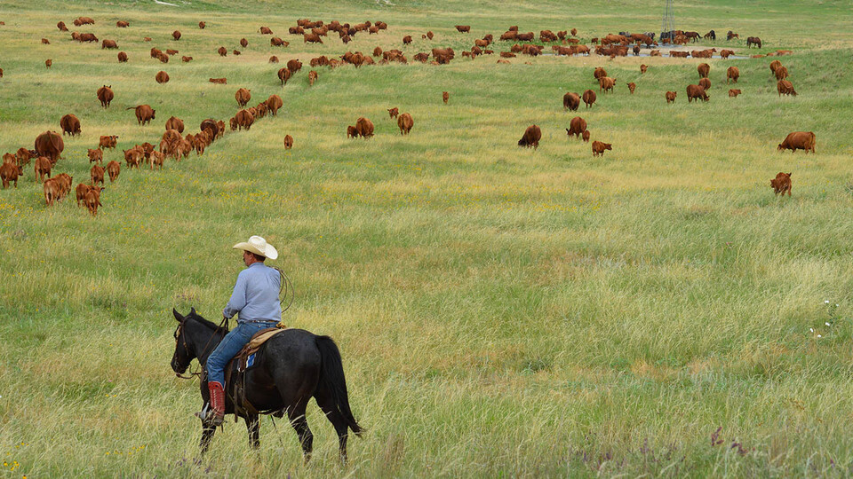 Ranchers ride on horseback to round up cattle for rotational grazing in June on the Diamond Bar Ranch north of Stapleton. Agriculture remains a critical component of Nebraska’s economy and is a resilient industry, according to a new report by University of Nebraska–Lincoln researchers.