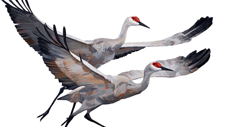 Sandhill Crane (GTM Research Reserve Bird Guide) · iNaturalist