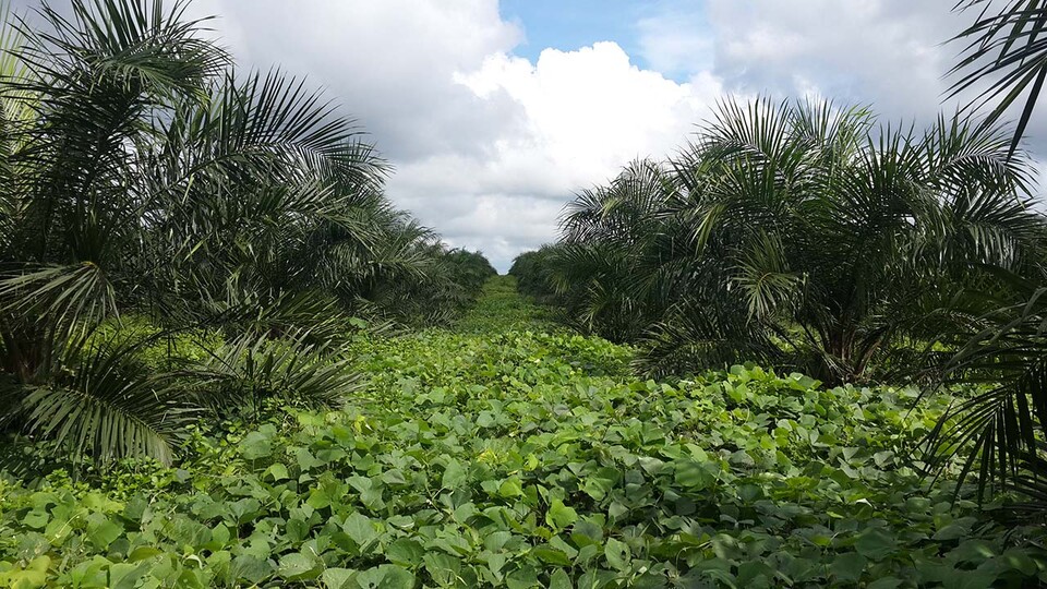 A young oil palm plantation in Indonesia. Each plantation cycle is about 25 years long.
