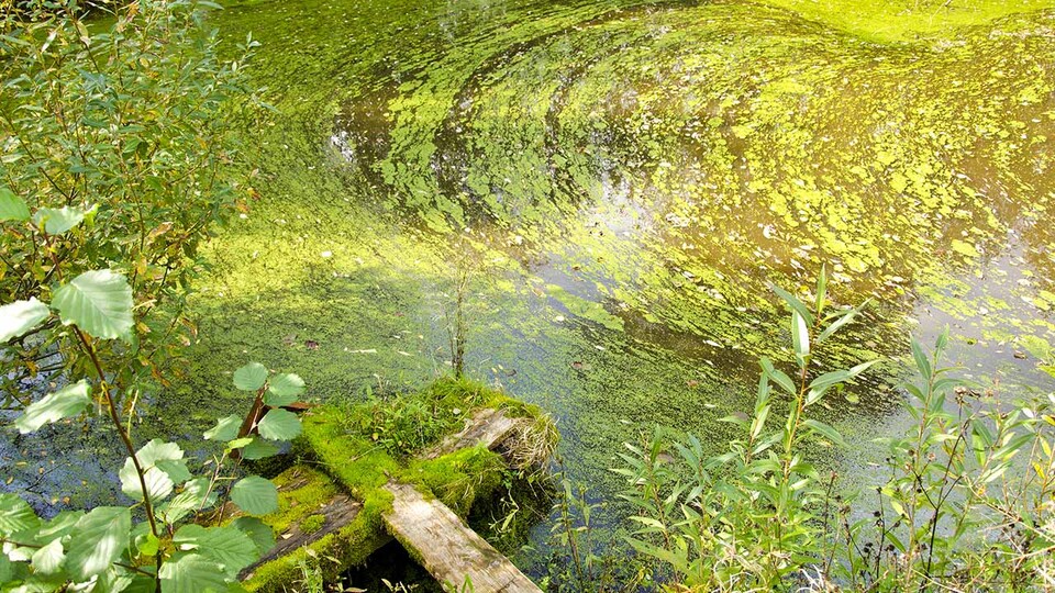 Algal bloom on pond