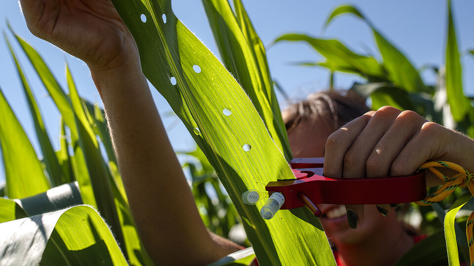Sierra Conway, an undergraduate student at the University of Nebraska–Lincoln, collects RNA from a set of diverse corn varieties that her research team is growing and studying at the Department of Agronomy and Horticulture research fields in Lincoln. Conway is part of James Schnable’s research group at Nebraska, which is partnering with Iowa State University and six other institutions to launch the AI Institute for Resilient Agriculture.