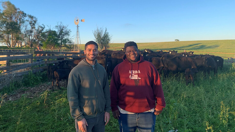 Rural Fellows Ahmed Al Rawahi (left) and Laruent Ikuzwe moved cattle to pasture with Gothenburg residents.
