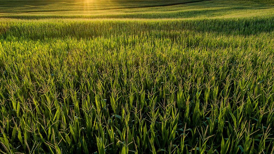 Corn field with low sun
