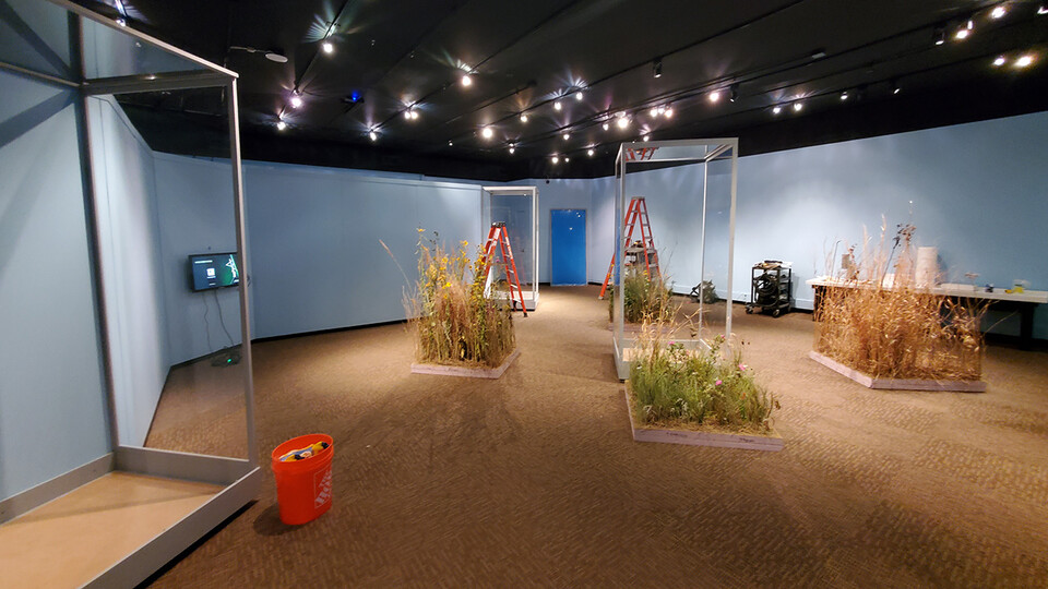 The University of Nebraska State Museum exhibits team prepares one square meter of prairie plants for each of the four seasons. “Hidden Prairie” opens Oct. 16 and runs through May 2022.