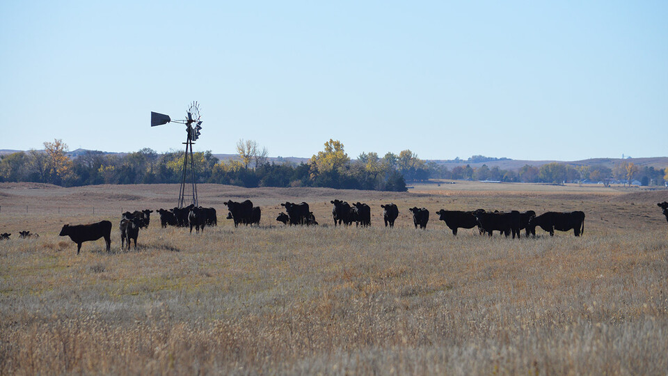 The Nebraska Integrated Beef Systems Hub brings together faculty members in wide-ranging disciplines with cattle producers and industry partners to solve new challenges facing the beef industry.