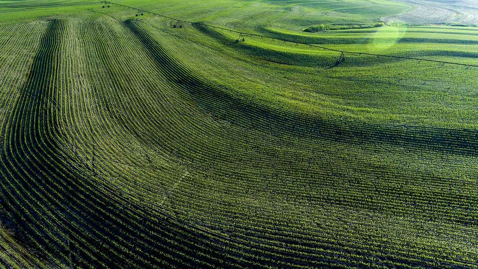 Aerial photo of cornfield