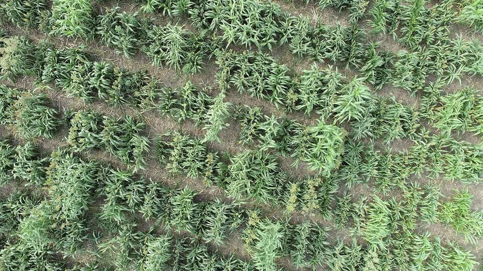Aerial photo of sorghum being grown under two nitrogen conditions at the University of Nebraska–Lincoln's Havelock Farm in summer 2021. The photo was taken using an unoccupied aerial vehicle, which is employed for high-throughput phenotyping.