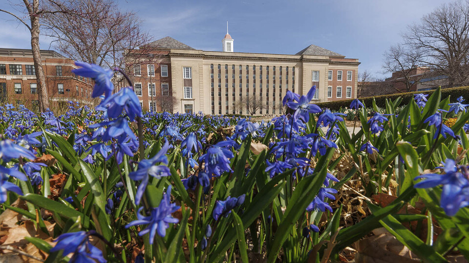 Blue flowers in garden, with Love Library in background