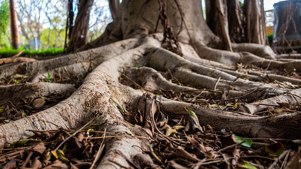 Close-up photo of tree roots