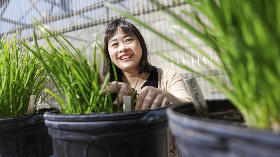 Jiujiu Yu poses behind a row of three chive plants