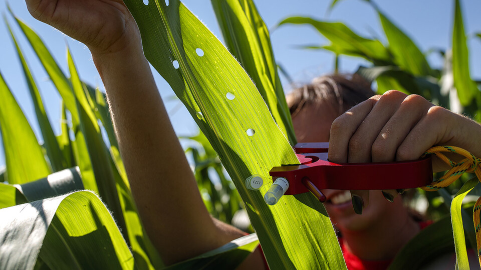 Sierra Conway uses a punch to collect samples from the leaves of several corn plants in each plot at the University of Nebraska–Lincoln’s research fields at 84th and Havelock in July 2020. Nebraska is one of three universities taking lead roles in the multi-institutional Agriculture Genome to Phenome Initiative, which recently received a third round of funding from the U.S. Department of Agriculture’s National Institute of Food and Agriculture.