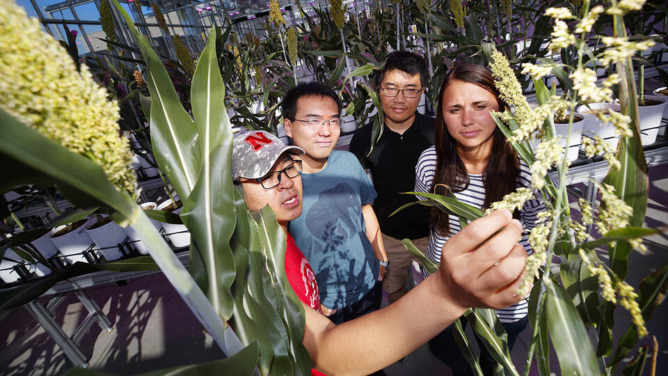Food for Health Center scientists from the labs of James C. Schnable and Andy Benson examine sorghum plants at the Greenhouse Innovation Center at Nebraska Innovation Campus. The Husker scientists (from left) are Chenyong Miao, Qinnan “Bob” Yang, Zhikai Liang and Mallory Van Haute.