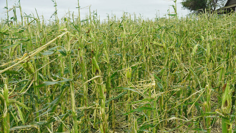 Storm-damaged corn plants in a field