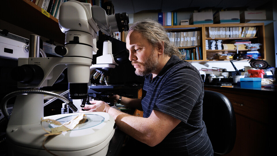 Kyle Broderick, coordinator of the Plant and Pest Diagnostic Clinic and an assistant extension educator in plant pathology, uses a microscope to examine two tar spot samples on corn leaves.