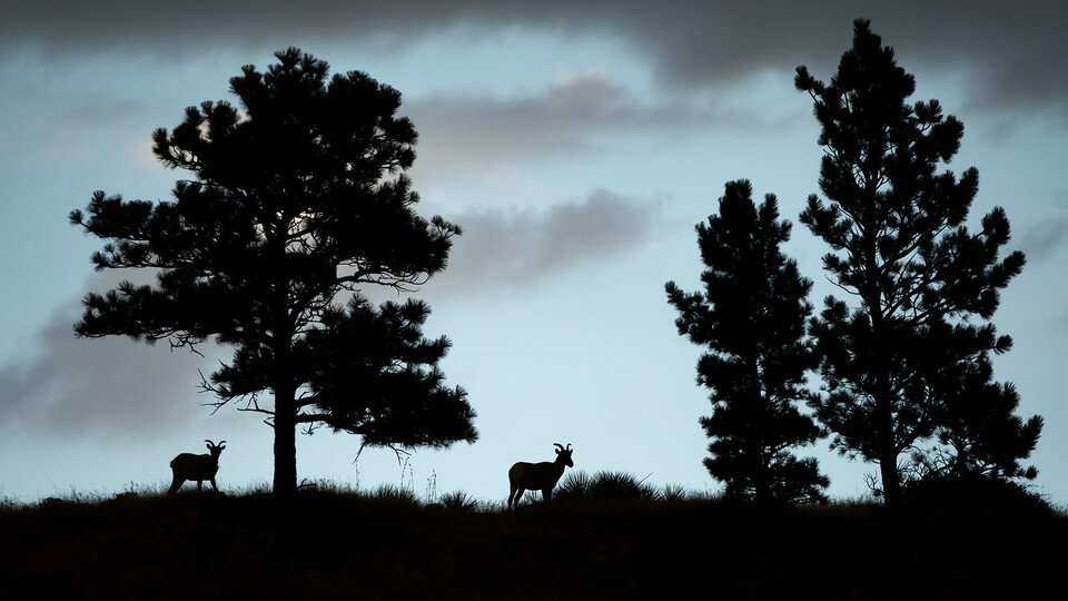 Two bighorn sheep appear in silhouette among conifer trees.
