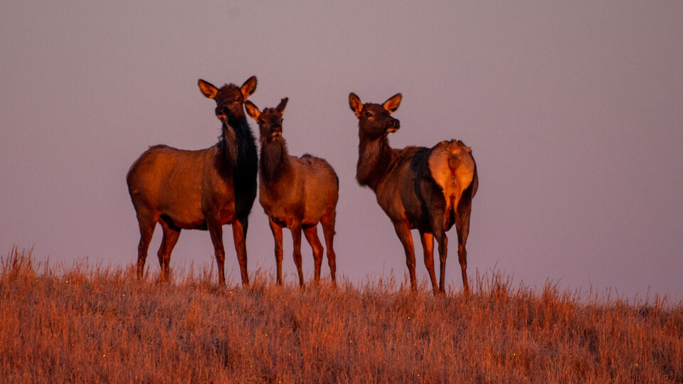 Three elk stand in a field.