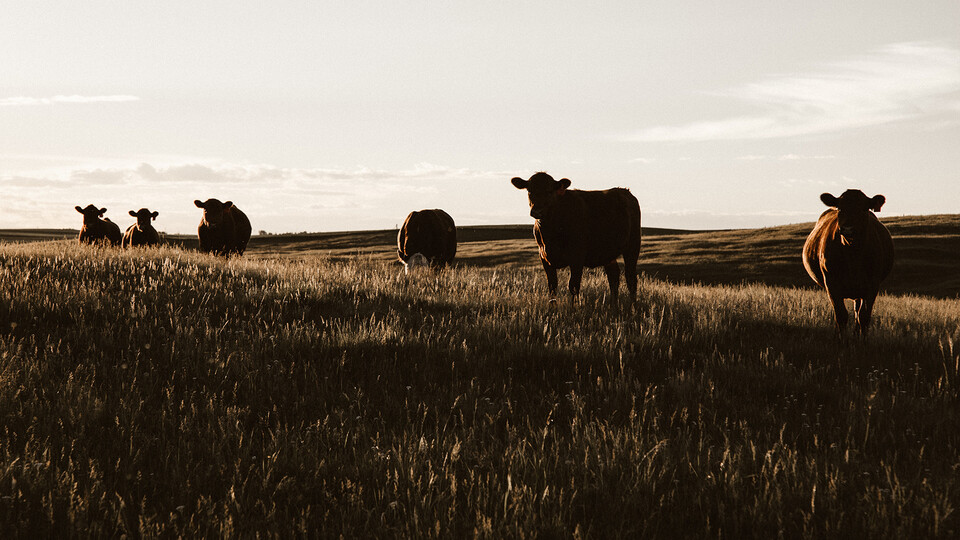 Six cows graze in a field.