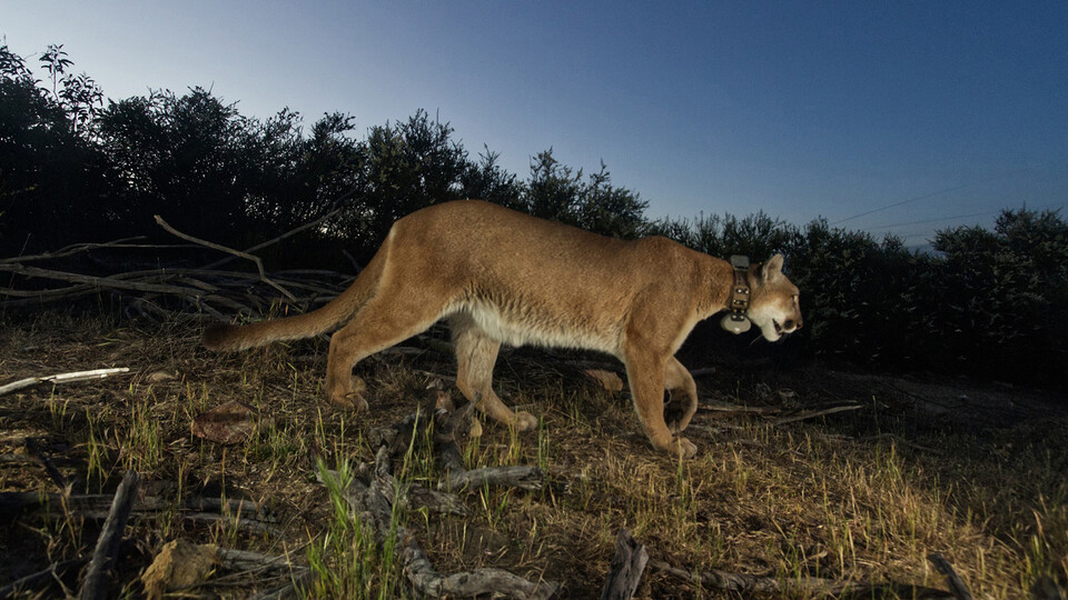 A mountain lion with a collar on the prowl