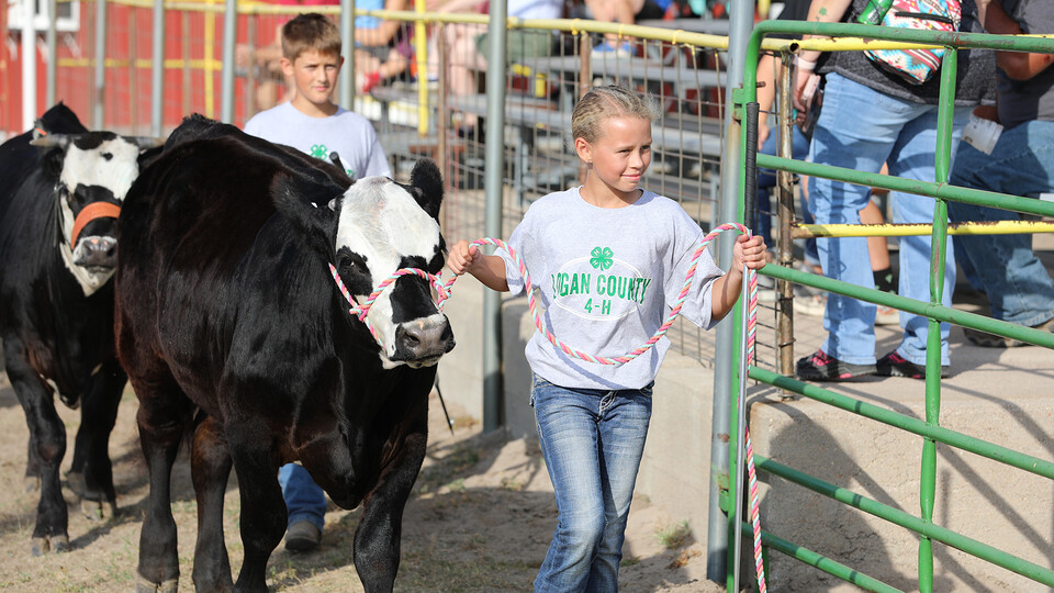 Youths lead cattle at the 4-H Logan County Fair in Stapleton, Nebraska.