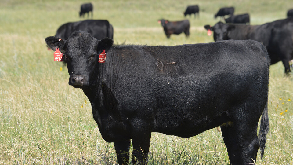 A black cow stands in a field.