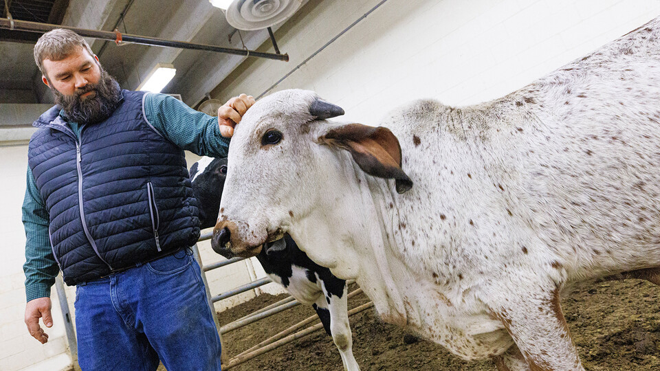 Brian Vander Ley, associate professor in the University of Nebraska–Lincoln’s School of Veterinary Medicine and Biomedical Sciences, works with Ginger, a Gir cow gene-edited with resistance to bovine viral diarrhea virus.