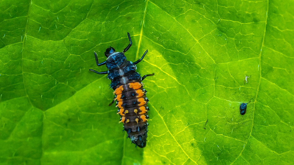 Ladybeetle (ladybug) larva