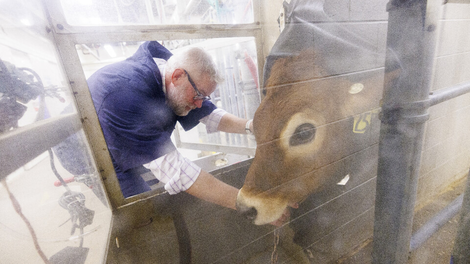 Paul Kononoff hooks up Lila, a 10-month old jersey cow, in a portable booth, where her breath will be measured and sampled.
