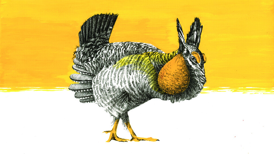 Color drawing of Attwater's prairie chicken by Sarah Kaizar